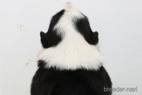 成約済の神奈川県のボーダーコリー-202269の3枚目